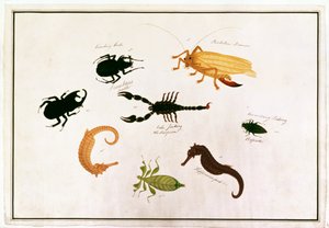 Koombang Kerbo, Bielalan Dawon, Kala Jinking, Koombang Padang, Hipocampo, de Dibujos de Animales, Insectos y Reptiles de Malaca, c.1805-18 de Chinese School